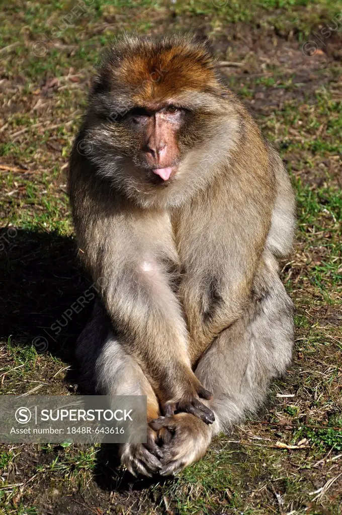Barbary Macaque (Macaca sylvanus) sticks out its tongue