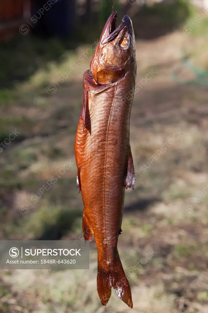 Smoked fish, Lake Trout (Salvelinus namaycush), Yukon Territory, Canada
