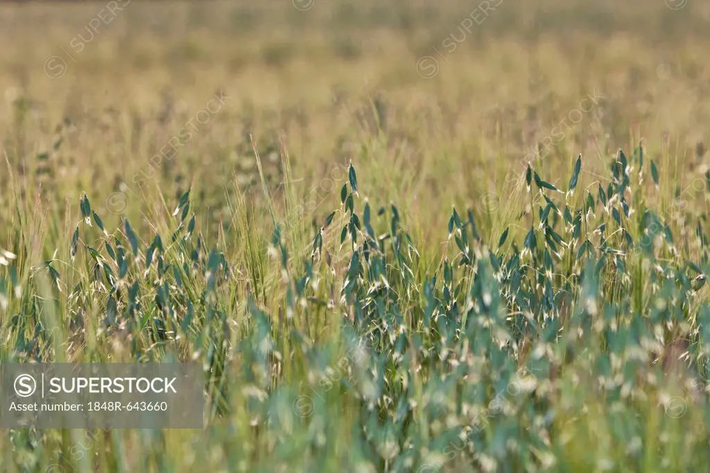 Oats (Avena), oat field, Upper Bavaria, Bavaria, Germany, Europe, PublicGround