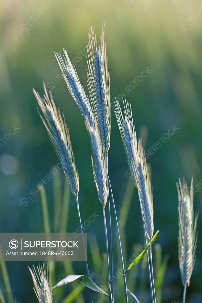 Barley (Hordeum vulgare), Upper Bavaria, Bavaria, Germany, Europe, PublicGround