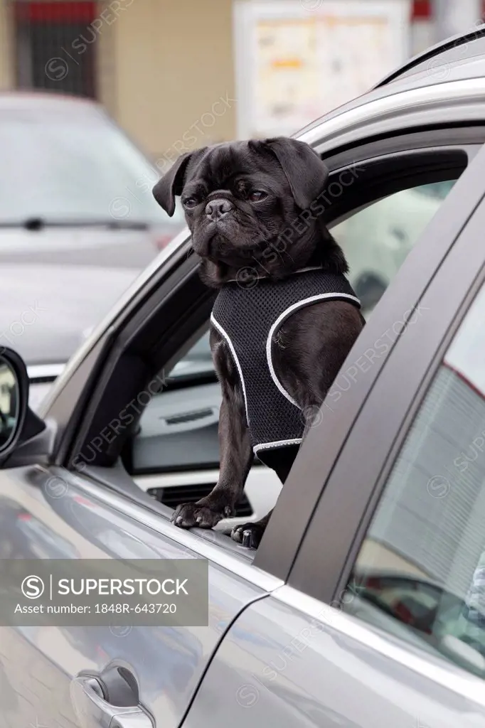 Young black pug looking out of a car window