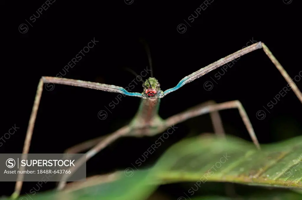 Stick insect (phasmida), front view, Tandayapa region, Andean cloud forest, Ecuador, South America