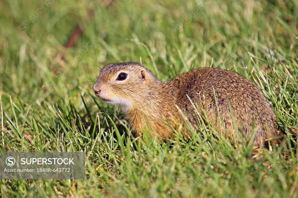 European ground squirrel (Spermophilus citellus), Burgenland, Austria, Europe