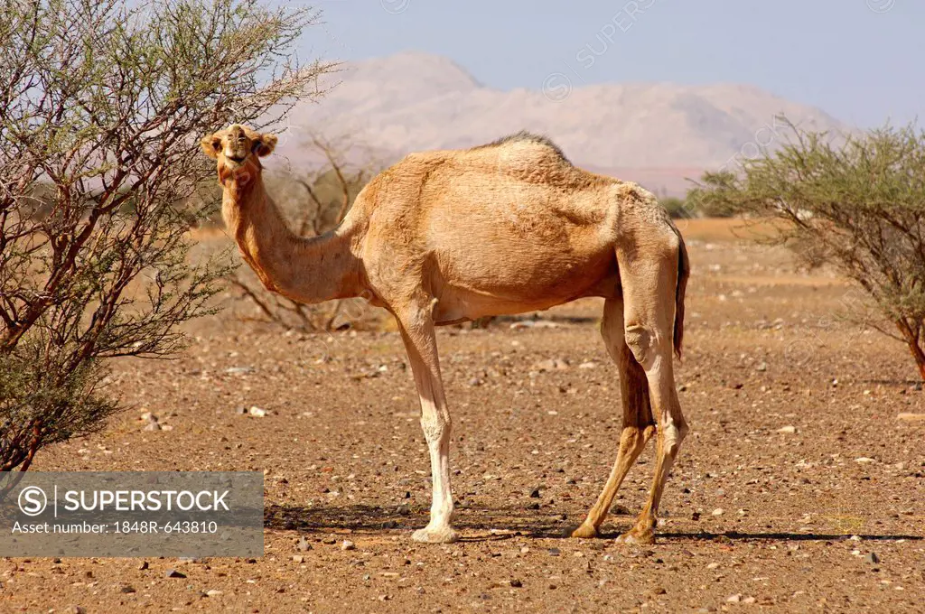 Semi-wild Dromedary Camel (Camelus dromedarius), in its natural habitat in a semi-desert, Sultanate of Oman, Middle East