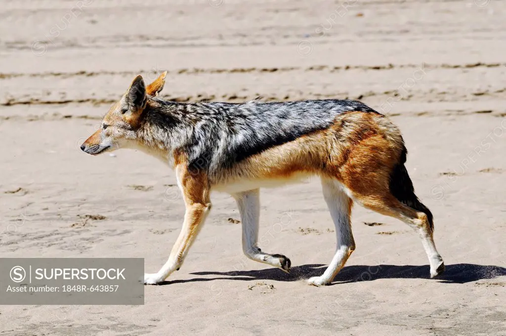 Black-backed jackal (Canis mesomelas) near Sandwich Harbour, Namib Naukluft National Park, part of the Namibian Skeleton Coast National Park, Skeleton...