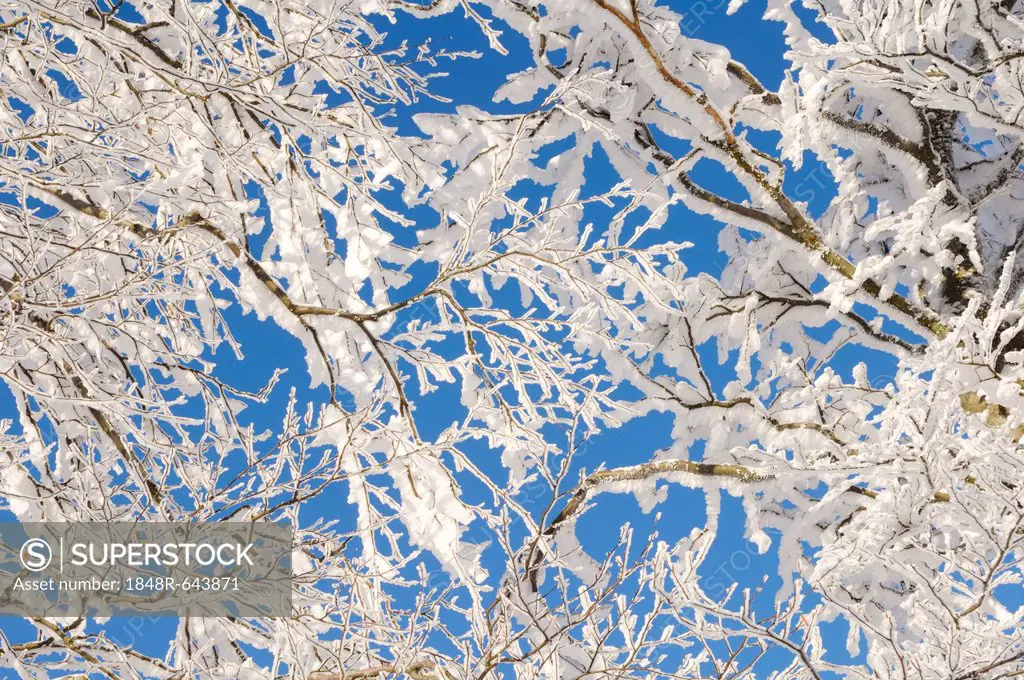 Branches of a Beech (Fagus) with frost and snow, Black Forest, Baden-Wuerttemberg, Germany, Europe