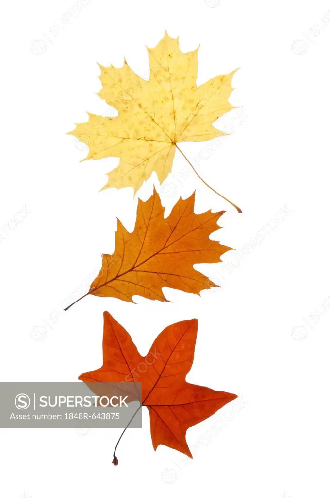 Autumn leaves, Norway Maple (Acer platanoides), Red Maple (Acer), Red Oak (Quercus rubra)