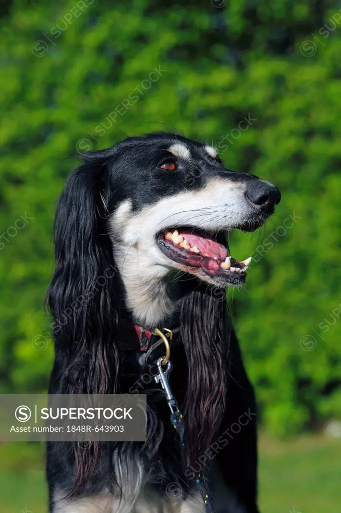 Saluki, Royal Dog of Egypt or Persian Greyhound (Canis lupus familiaris), sighthound breed, male