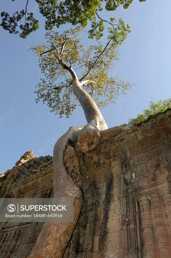 Strangler Fig tree (Ficus sp.) enveloping part of the Ta Prohm temple with its aerial roots, in the archaeological Angkor temple complex, Siam Reap, C...