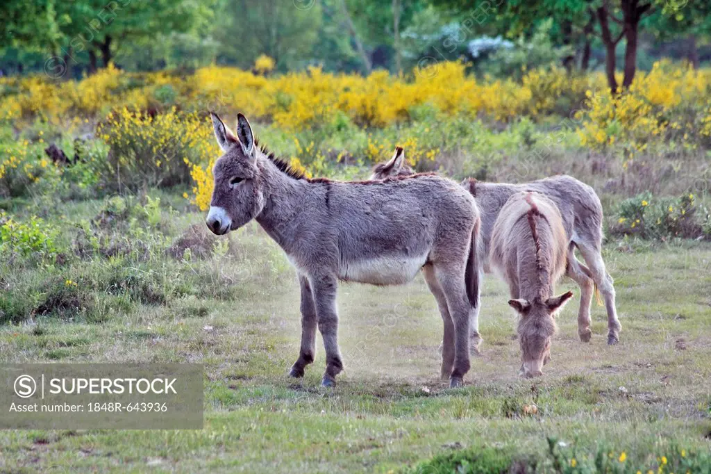 Domestic Donkeys (Equus asinus asinus), group of three in heathland, Geisterbusch, Wahner Heide, Cologne, North Rhine-Westphalia, Germany, Europe