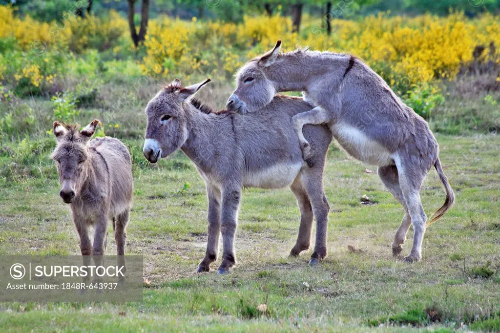 Domestic Donkeys (Equus asinus asinus), one mounting another in heathland, Geisterbusch, Wahner Heide, Cologne, North Rhine-Westphalia, Germany, Europ...