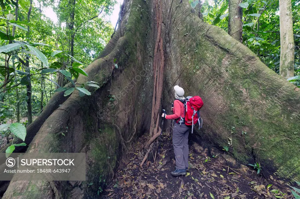 Female hiker standing next to a great kapok tree (Ceiba pentandra), Laguna del Lagarto Lodge, Alajuela, Costa Rica, Central America