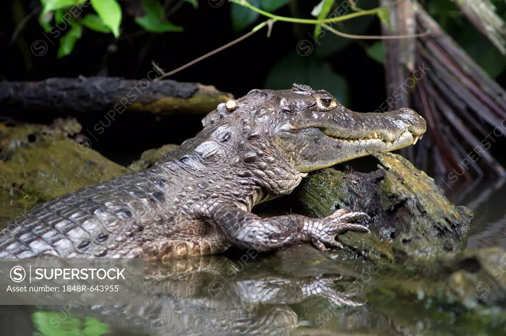Spectacled caiman or white caiman (Caiman crocodilus), Tortuguero, Tortuguero National Park, Limon, Costa Rica, Central America