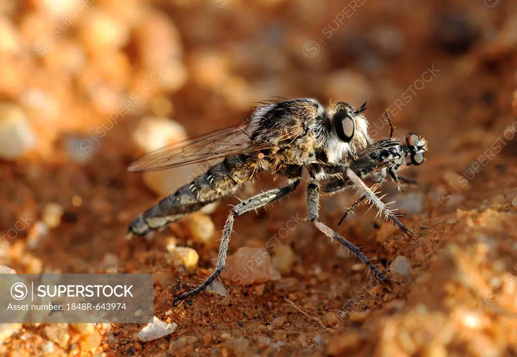 Wasp Robber Fly (Asilidae) with prey, Goegap Nature Reserve, Namaqualand, South Africa, Africa