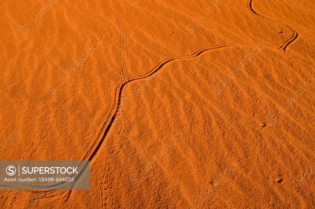 Red dunes, Kgalagadi Transfrontier Park, Kalahari Desert, Northern Cape, South Africa, Africa