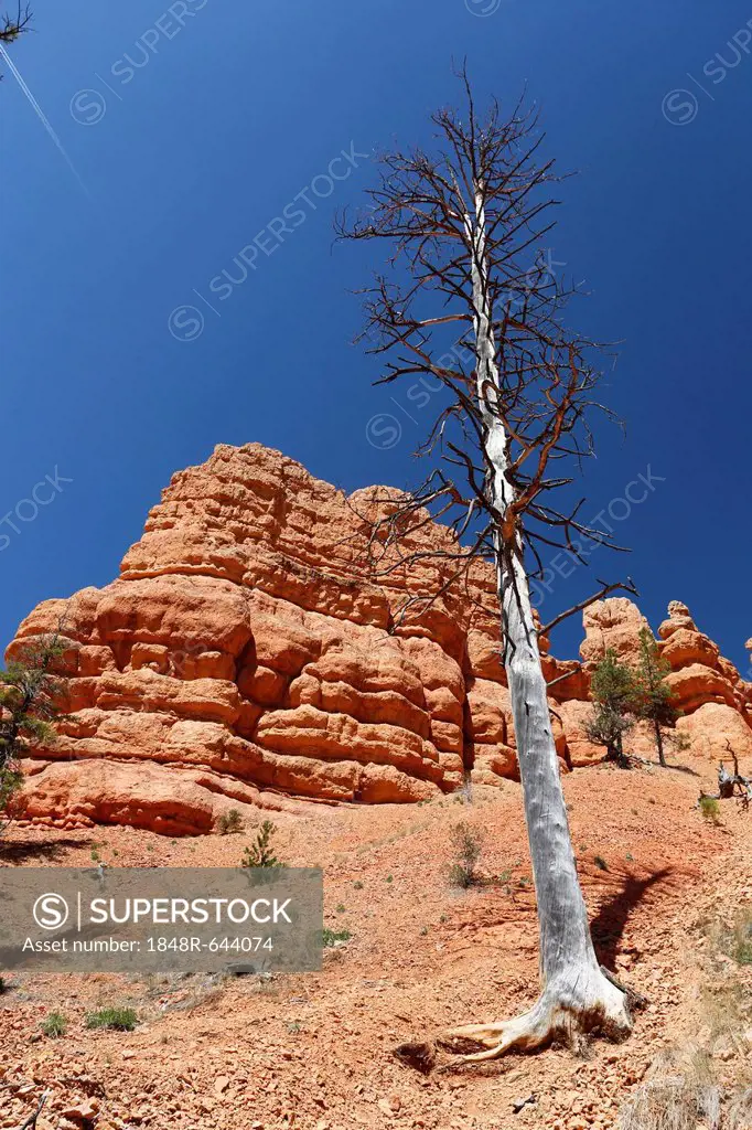 Red Canyon of the Clarion Formation, sandstone rocks in Utah, USA