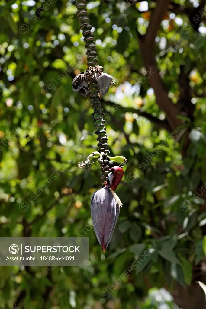 Inflorescence of a banana tree (Musa)
