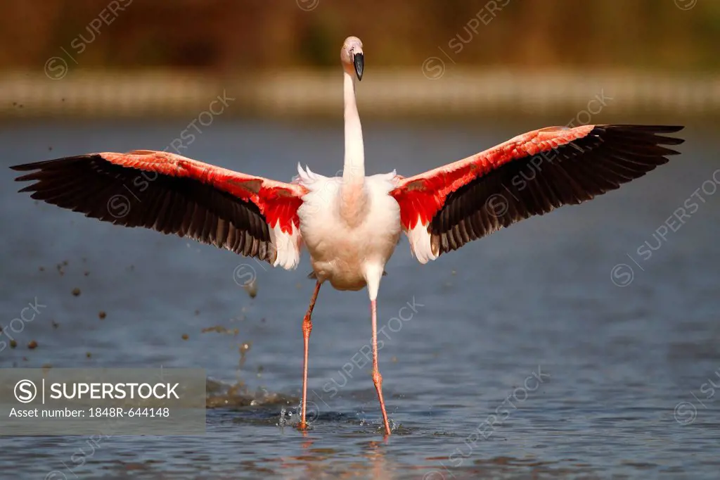 Pink Flamingo (Phoenicopterus ruber) landing in shallow water, Camargue, France, Europe