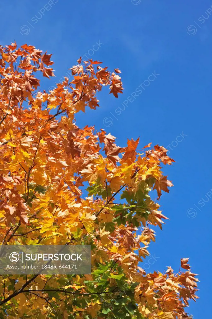 Norway Maple (Acer platanoides), autumn, autumnal, leaves