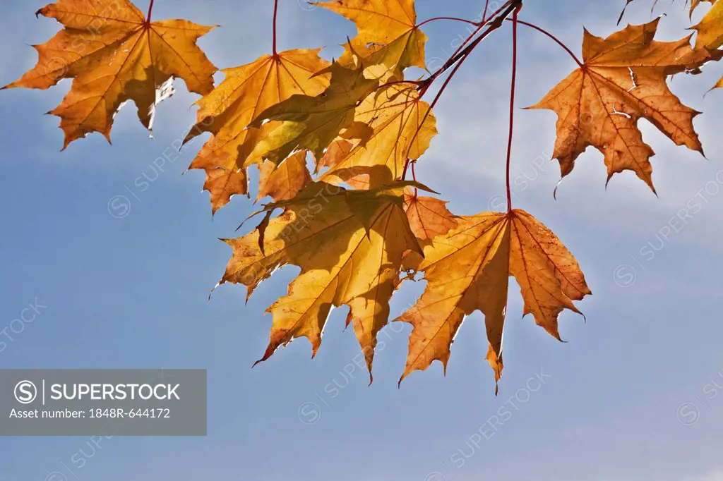 Norway Maple (Acer platanoides), autumn, autumnal, leaves