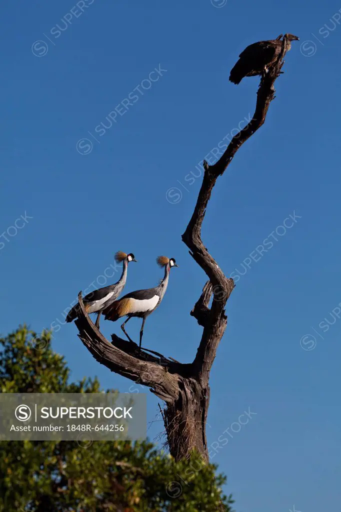 White-backed Vulture (Gyps africanus) and Black Crowned Cranes (Balearica pavonina) on a dead tree, Masai Mara National Reserve, Kenya, East Africa, A...