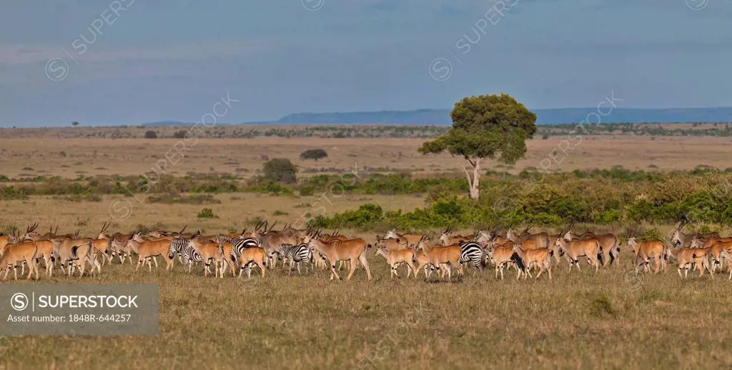 Herd of Eland Antilopes (Taurotragus oryx), Zebra (Equus quagga) and Blue Wildebeest (Connochaetes taurinus), Masai Mara National Reserve, Kenya, East...