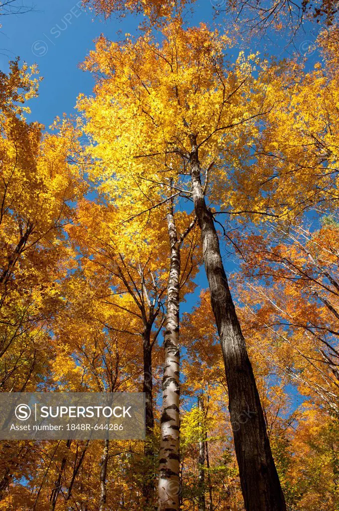 Trees in a forest, Sugar Maple (Acer saccharum), yellow foliage in autumn, Indian Summer, Mount Van Hoevenberg, Lake Placid, Adirondack Mountains, New...