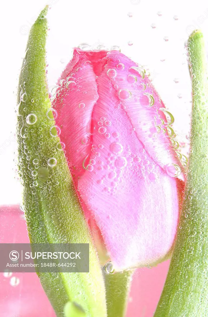 Pink Tulip (Tulipa) with water drops