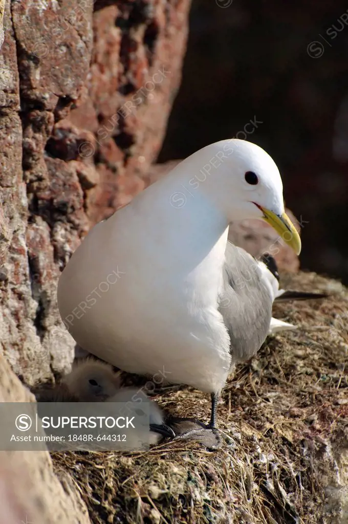 Common Gull (Larus canus linnaeus) on nest with young, near Barents Sea, Russia, Arctic