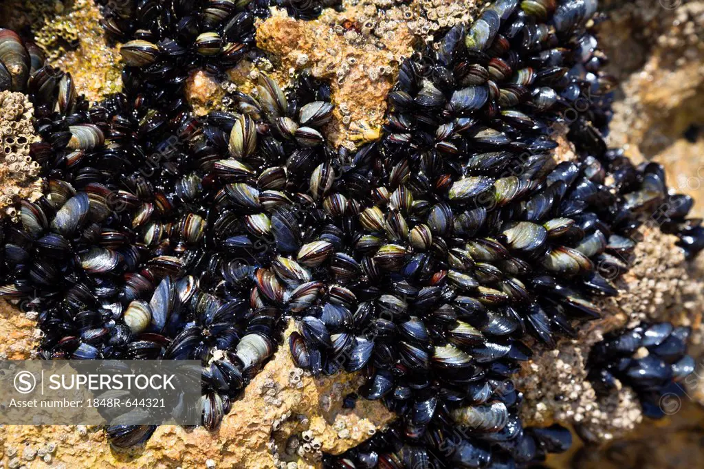 Blue mussels (Mytilus edulis), Algarve, Portugal, Europe