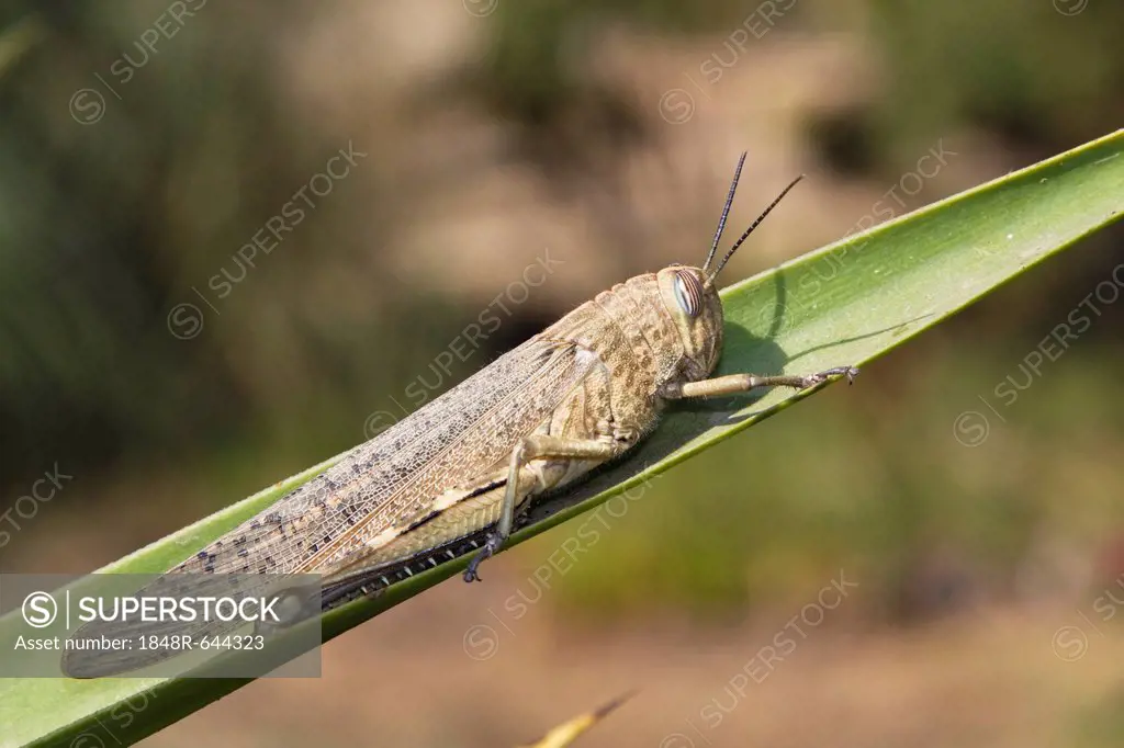 Migratory locust (Locusta migratoria), Portugal, Europe