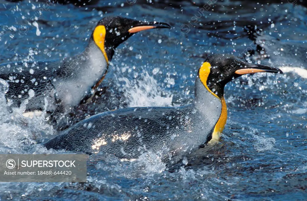 King Penguins (Aptenodytes patagonicus) swimming, South Georgia, South Atlantic, Antarctica
