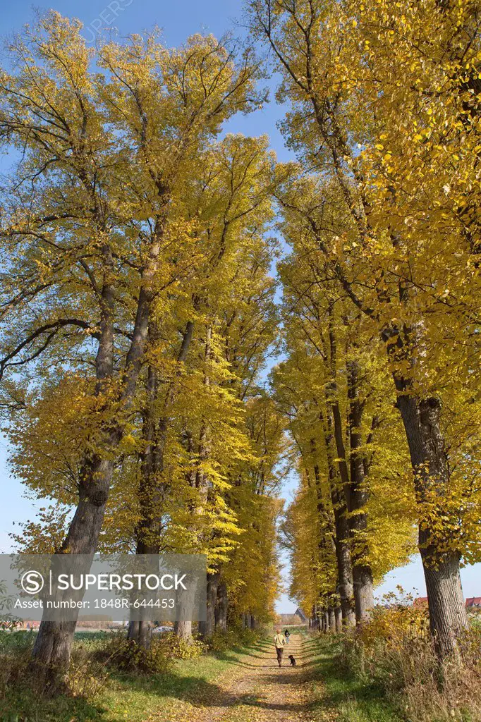 Autumnal forest, Lueneburg, Lower Saxony, Germany, Europe