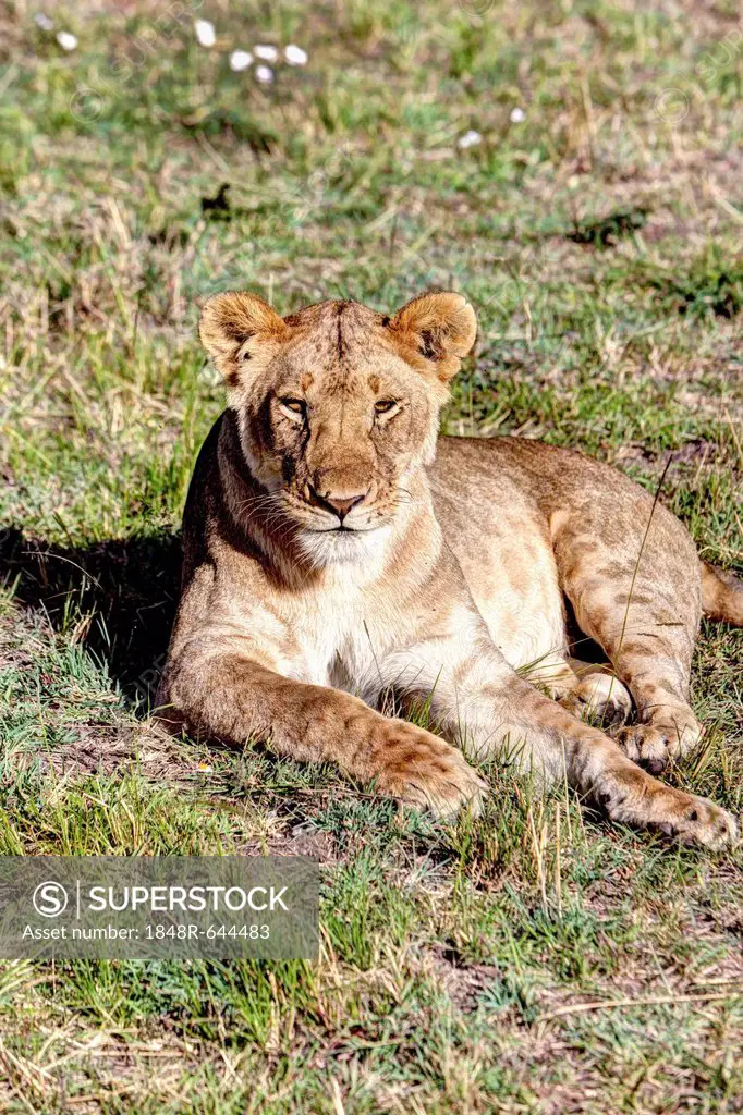 Young lioness (Panthera leo), Maasai Mara National Reserve, Kenya, East Africa, Africa, PublicGround
