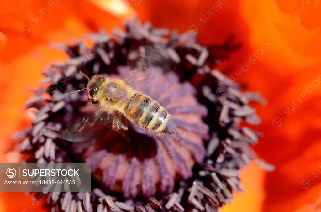 Honey bees (Apis mellifera var carnica) in flight on pistil and pollen of a poppy flower, Oriental Poppy (Papaver orientale)