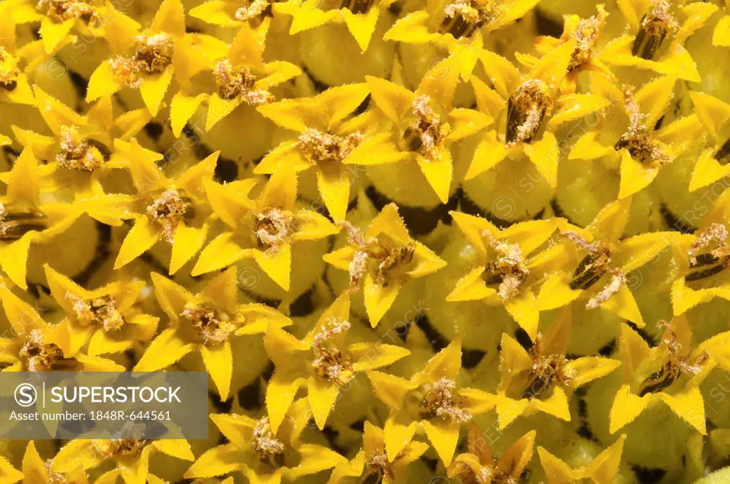 Sunflower (Helianthus annuus), close-up, Odessa, Ukraine, Eastern Europe