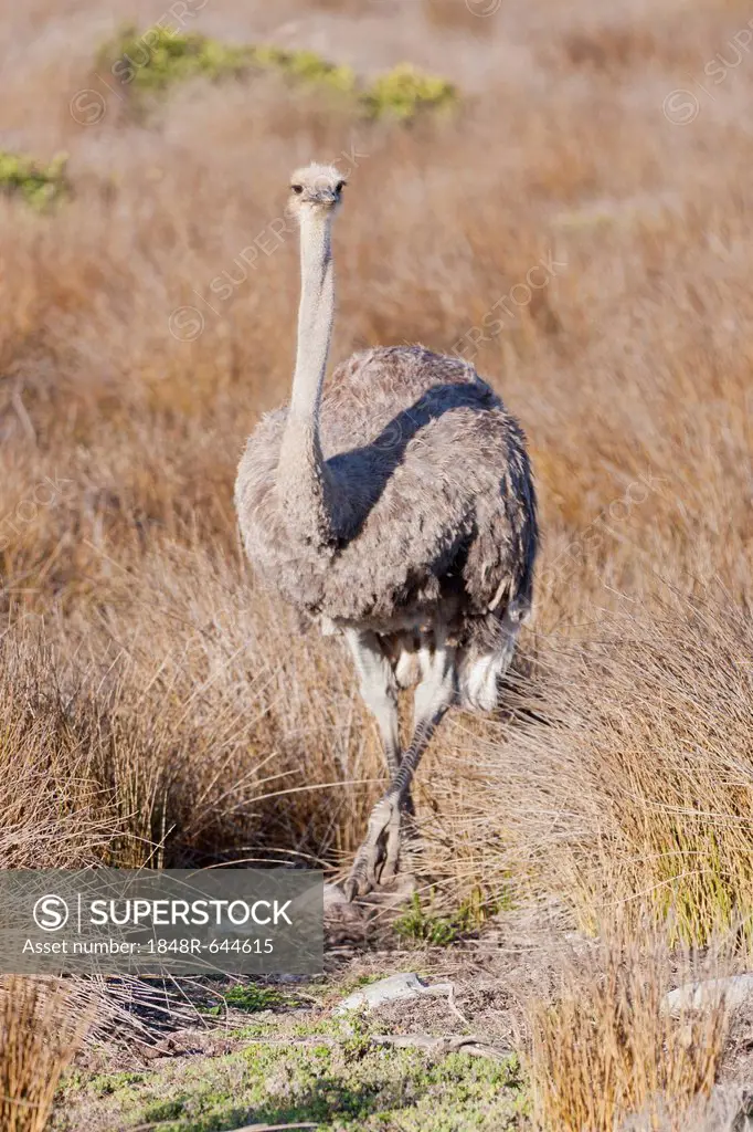 Ostrich (Struthio camelus), Table Mountain National Park, South Africa