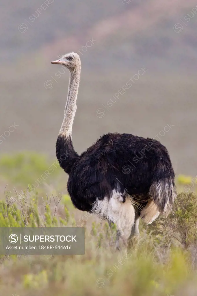 Ostrich (Struthio camelus), Bontebok National Park, South Africa
