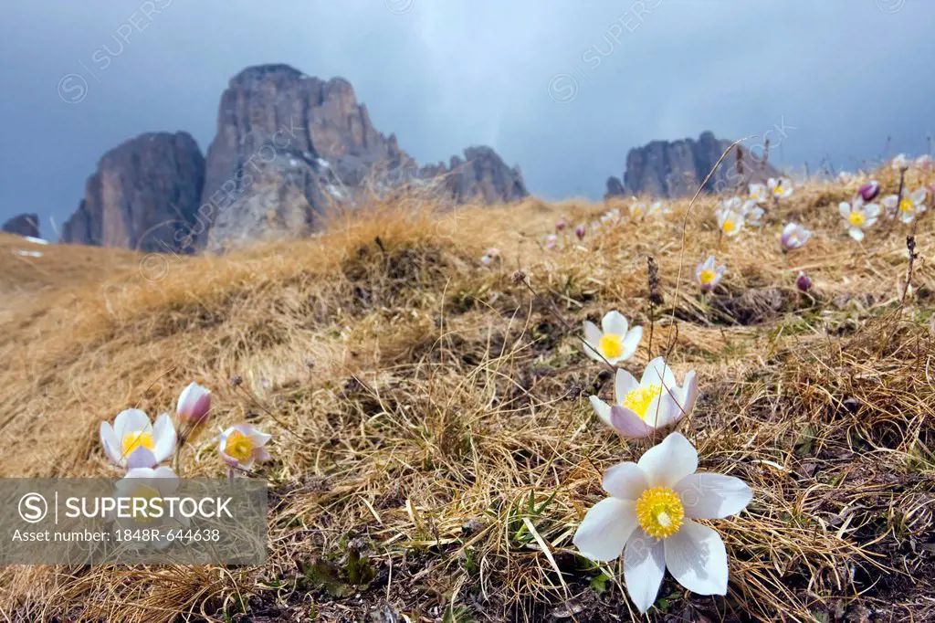 Spring Pasque flowers (Pulsatilla vernalis, Anemone vernalis) on the Pian dai Manc below Zahnkofel peak, Dolomites, Italy, Europe