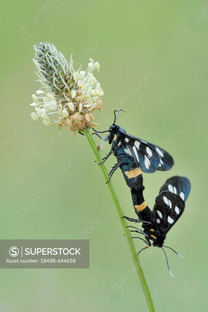Nine-spotted moth (Amata phegea) on plantain