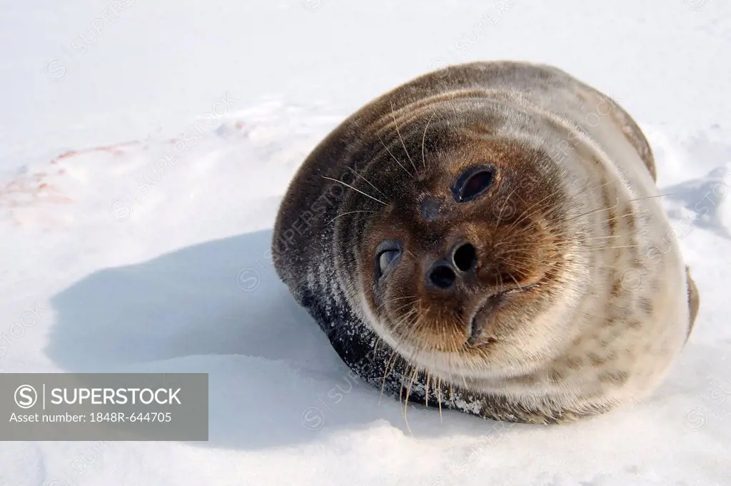 Ringed seal (Pusa hispida), White Sea, Kareliya, Karelia, north Russia, Arctic