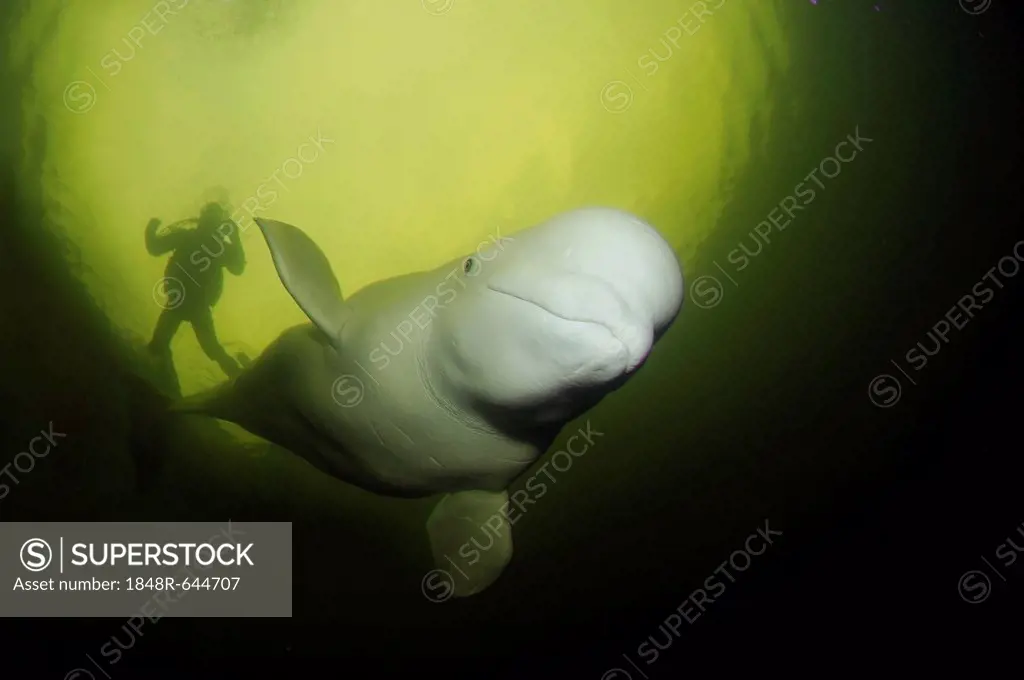 Beluga, White whale (Delphinapterus leucas) and diver, White Sea, Kareliya, Karelia, north Russia, Arctic