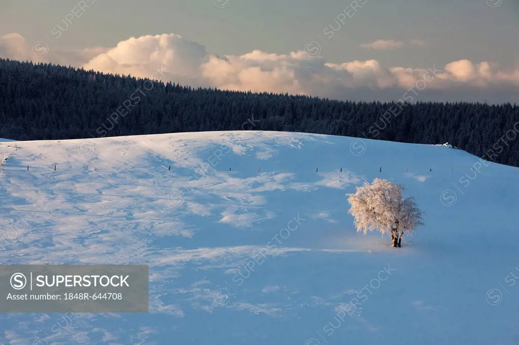 Beech tree in the fresh snow in the morning light, view of Belchen mountain, Schauinsland mountain near Freiburg, Black Forest mountain range, Baden-W...