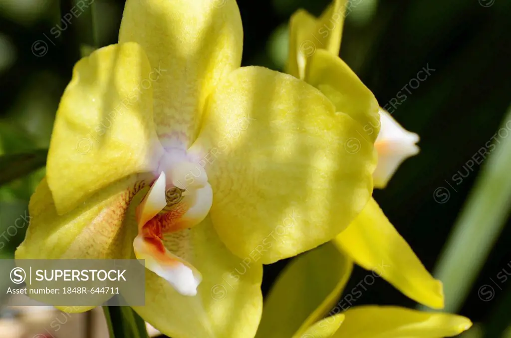 Yellow flower of an orchid (Phalaenopsis), hybrid, detail view