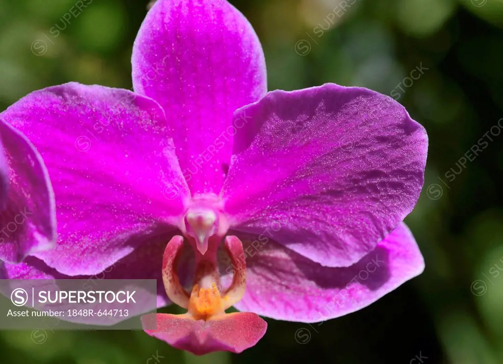 Violet flower, orchid (Phalaenopsis), hybrid, detail view