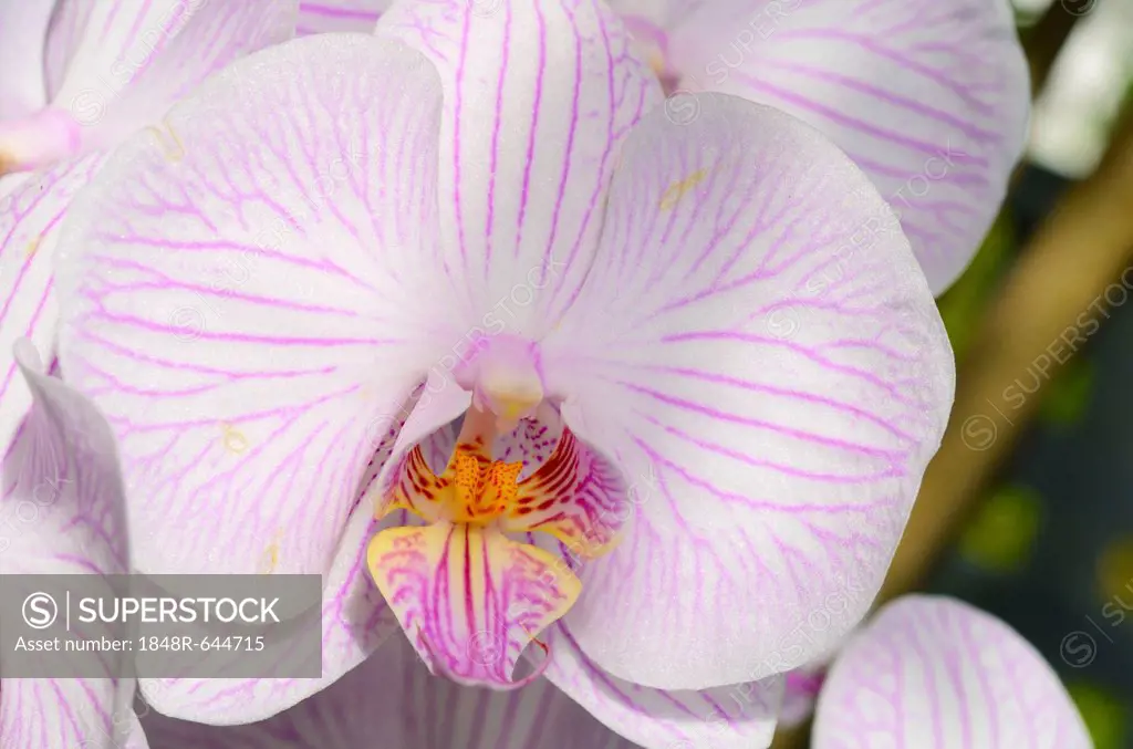 Detail view, flower, orchid (Phalaenopsis), hybrid