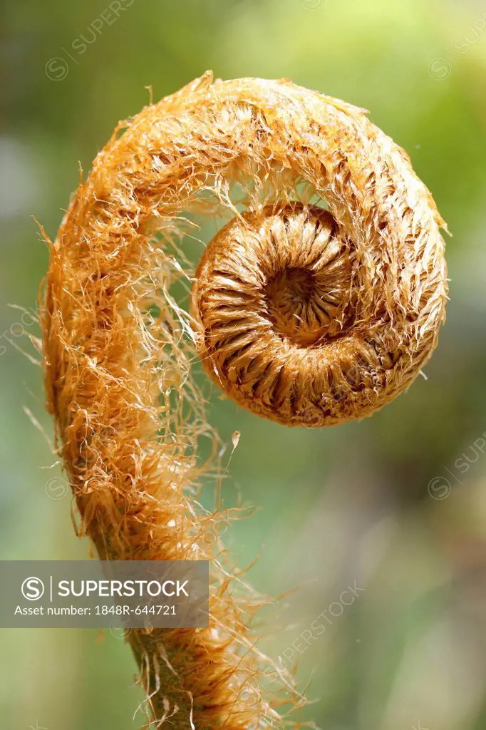 Hapu'u pulu fern (Cibotium glaucum), a fern frond unfurling, Kilauea, Big Island, Hawaii, USA