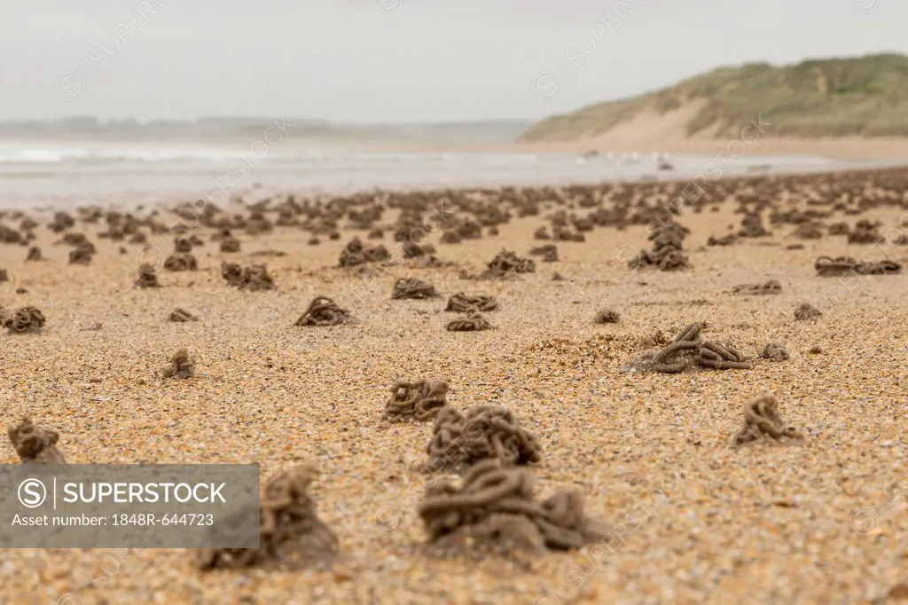 Lugworm or sandworm (Arenicola marina) castings on the beach of
