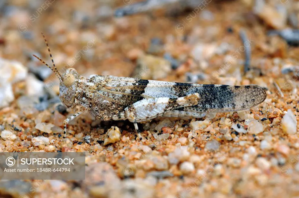 Field Grasshopper (Acrotylus) in perfect camouflage to the colour of the surrounding rocky terrain, Goegap Nature Reserve, Namaqualand, South Africa, ...