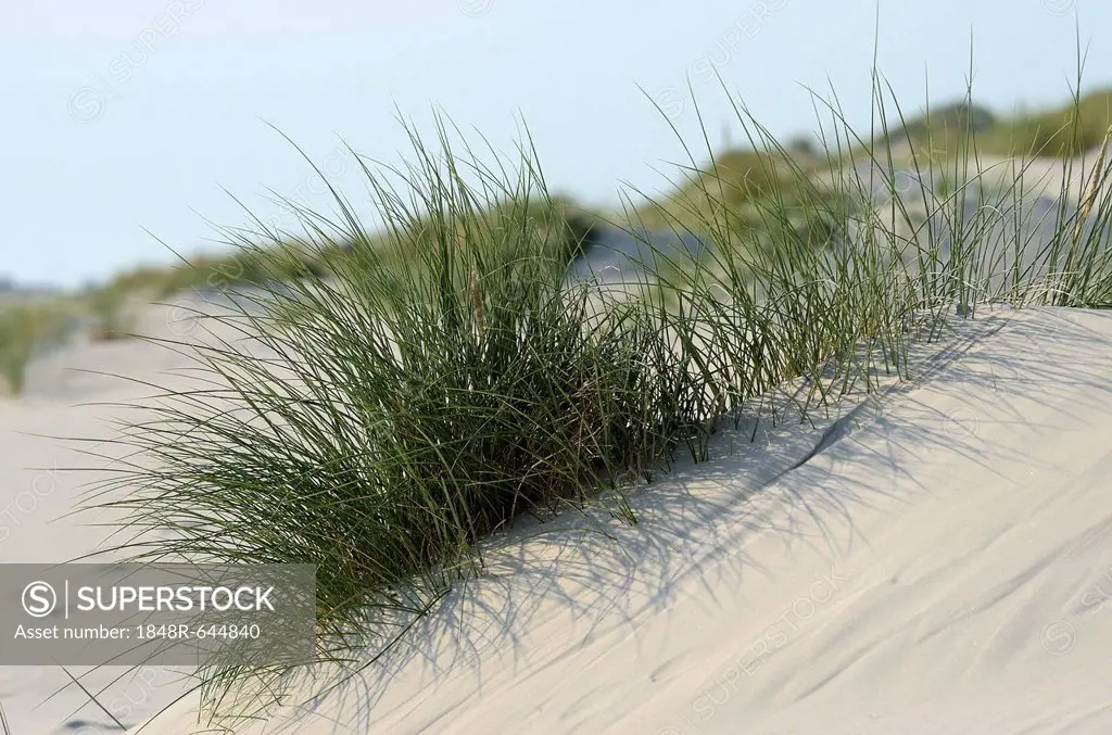 European Beach Grass (Ammophila arenaria) on the Kniepsand beach, sandbank, Amrum Island, Nordfriesland, North Frisia, Schleswig-Holstein, Germany, Eu...